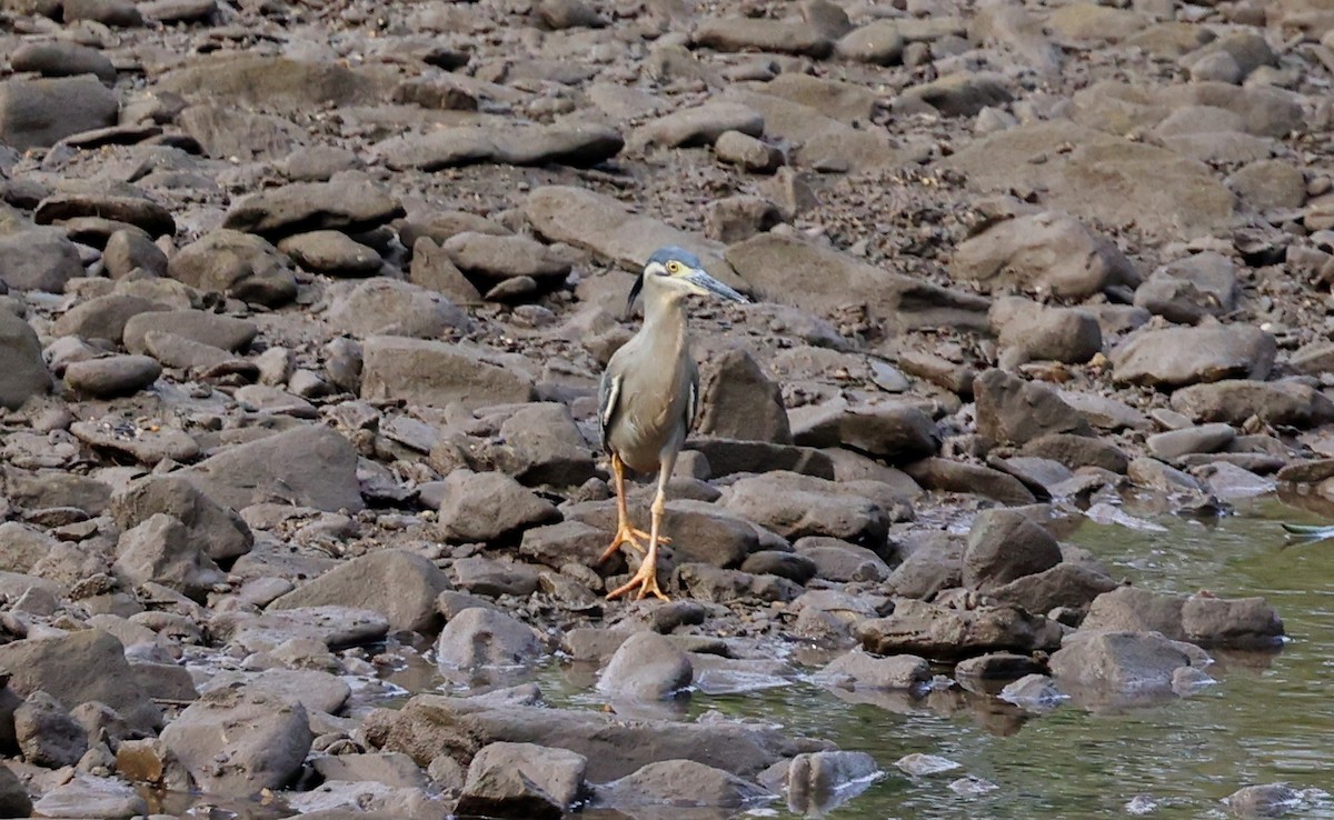 Little Heron - ML646677085