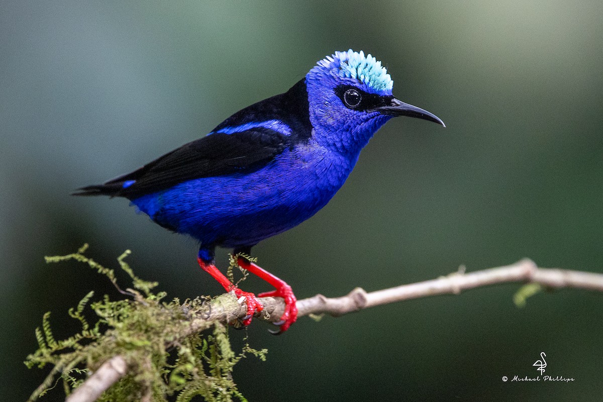 Red-legged Honeycreeper - ML646677086