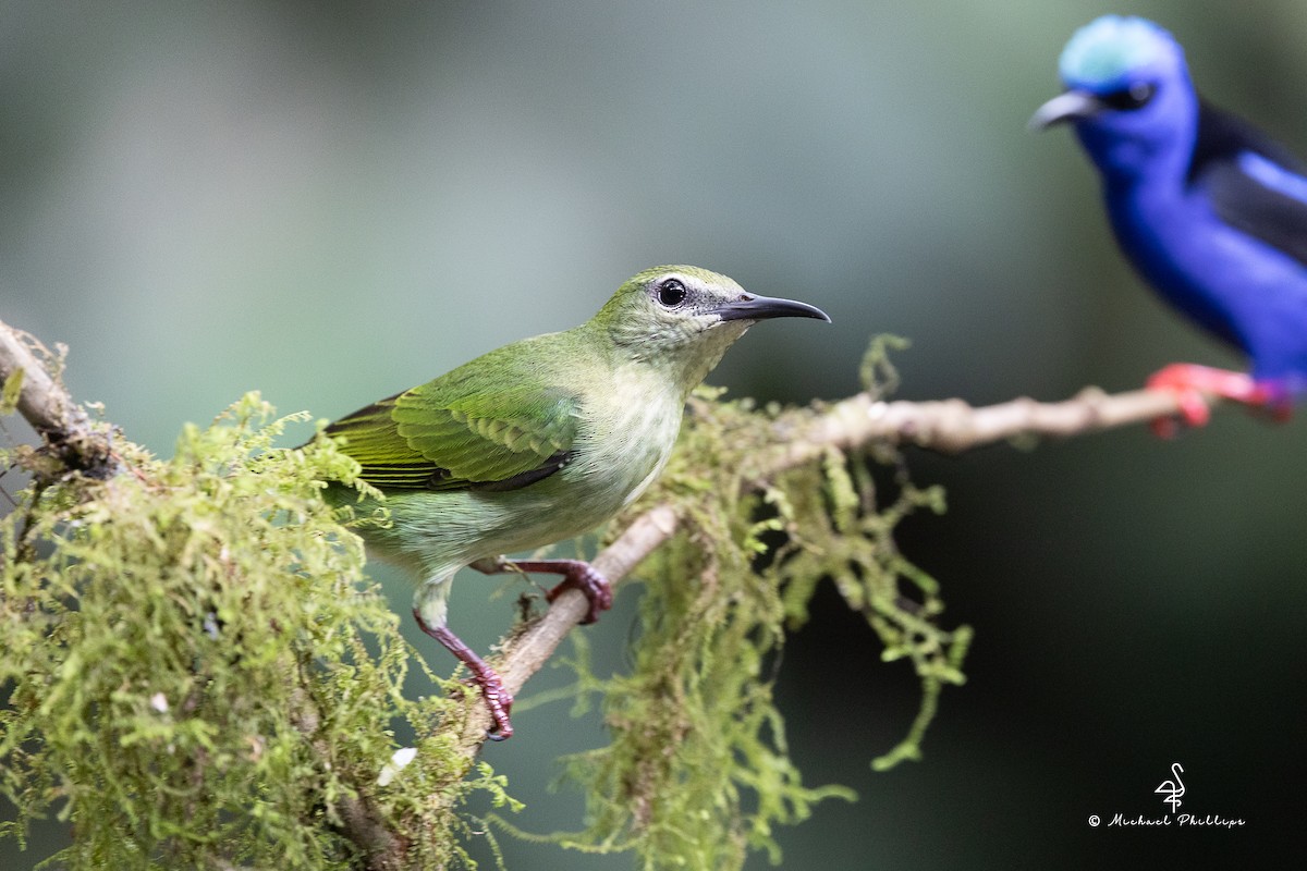 Red-legged Honeycreeper - ML646677087