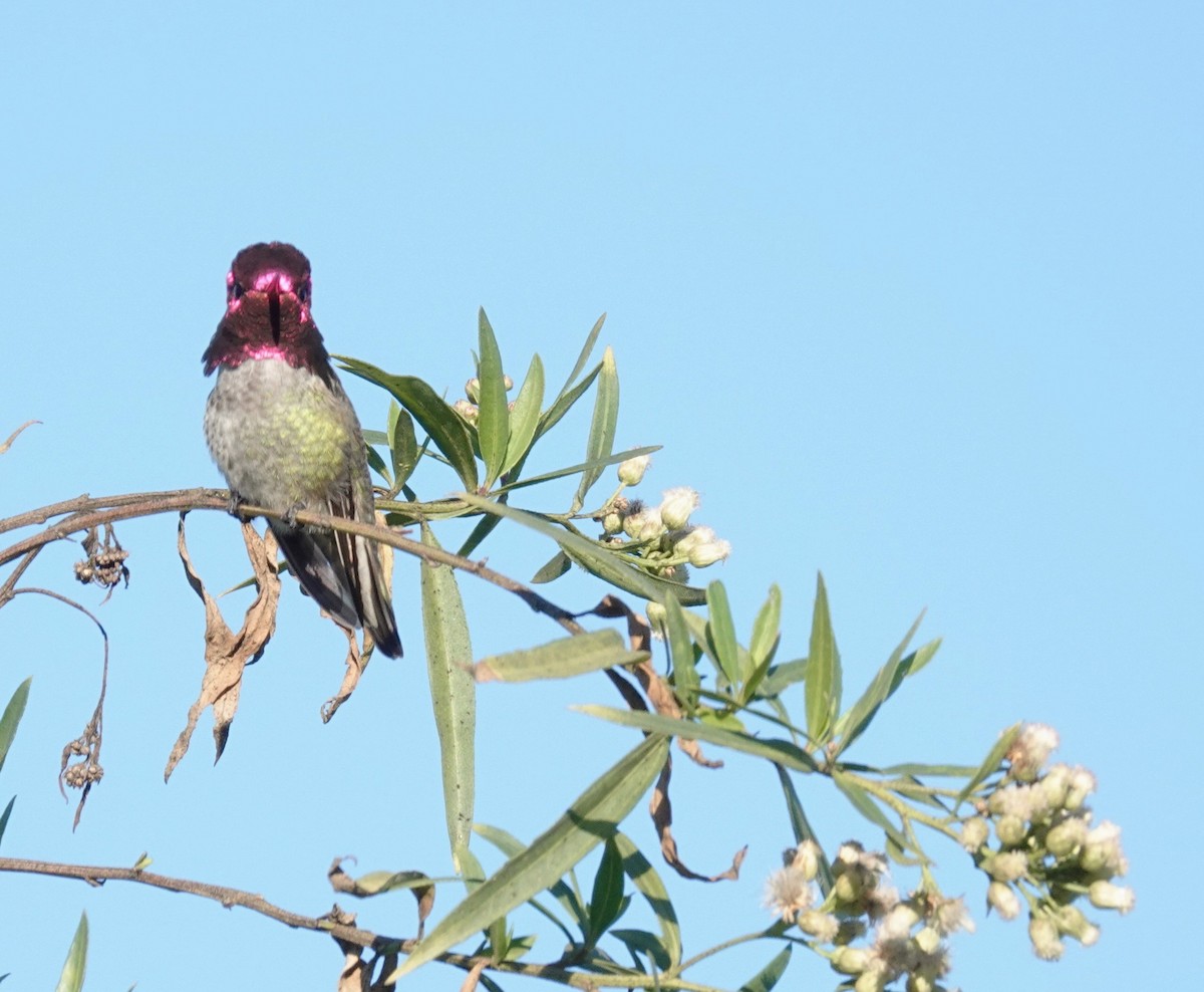 Anna's Hummingbird - ML646677088