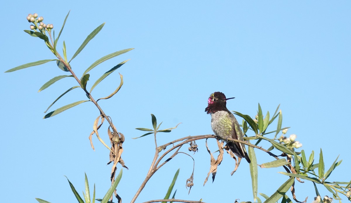 Anna's Hummingbird - ML646677089