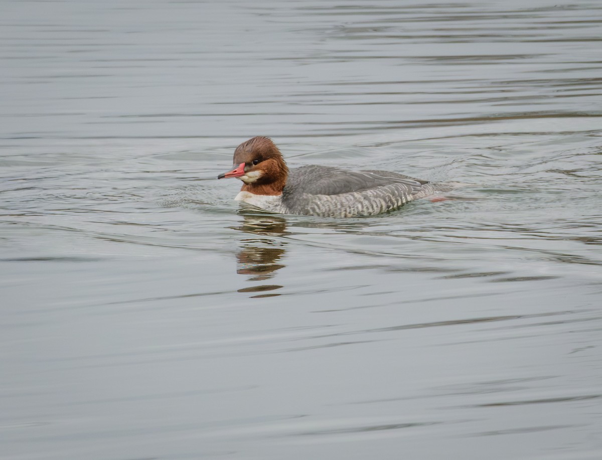 Common Merganser - ML646677090