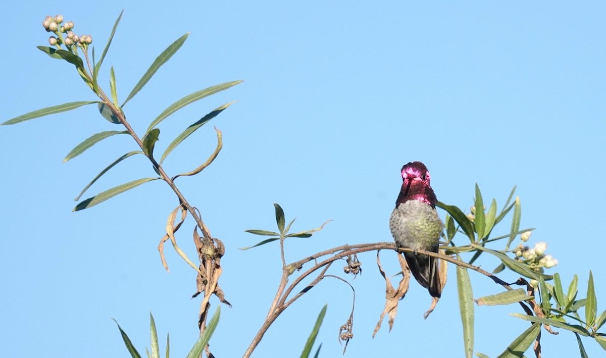 Anna's Hummingbird - ML646677091