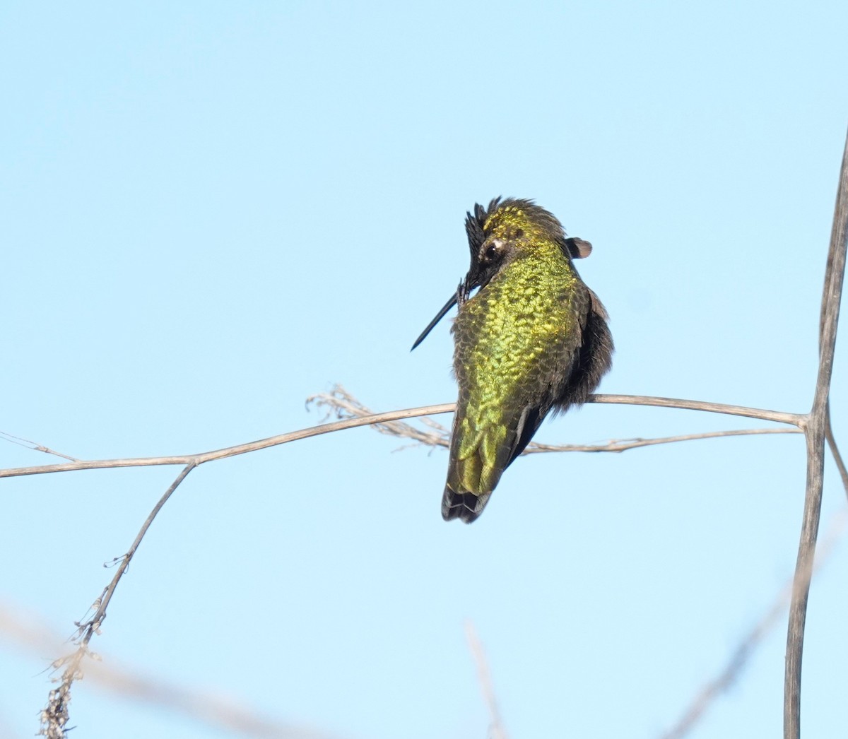 Anna's Hummingbird - ML646677092