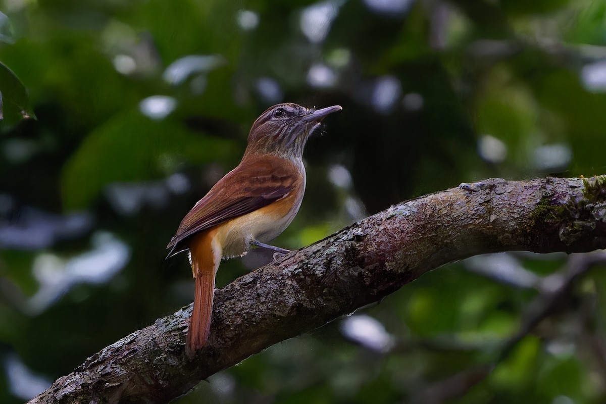 Atila Polimorfo - ML646677094