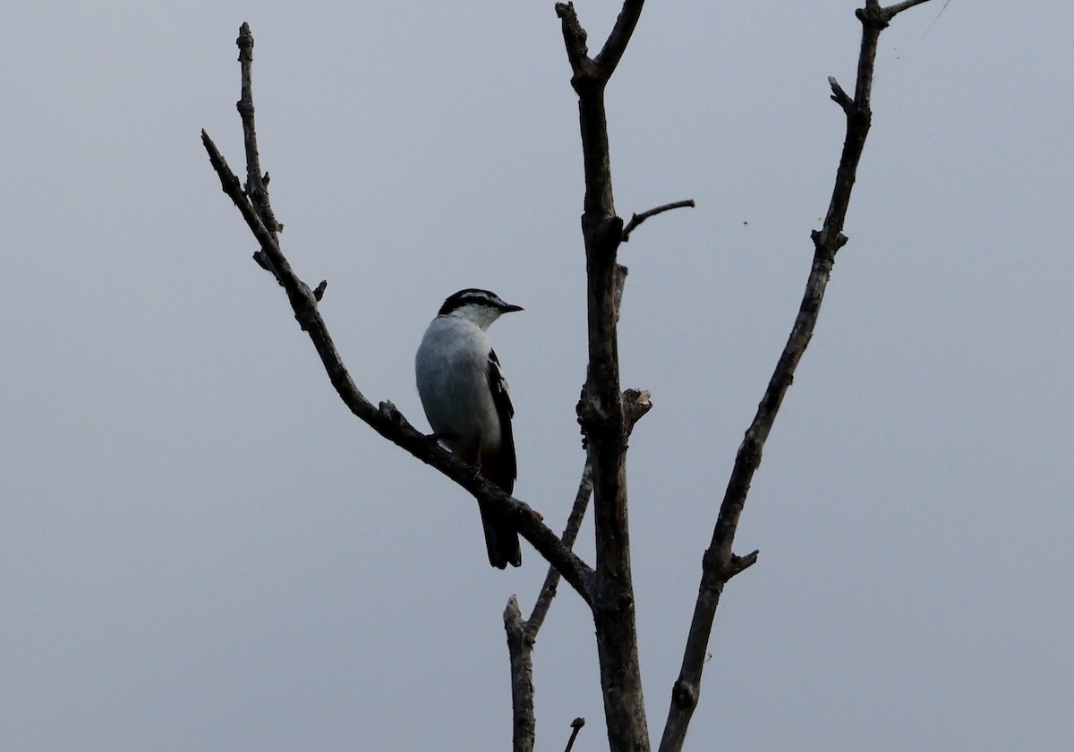 Varied Triller - ML646677096