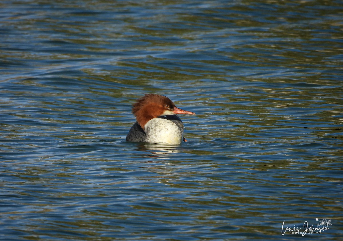 Common Merganser - ML646677097