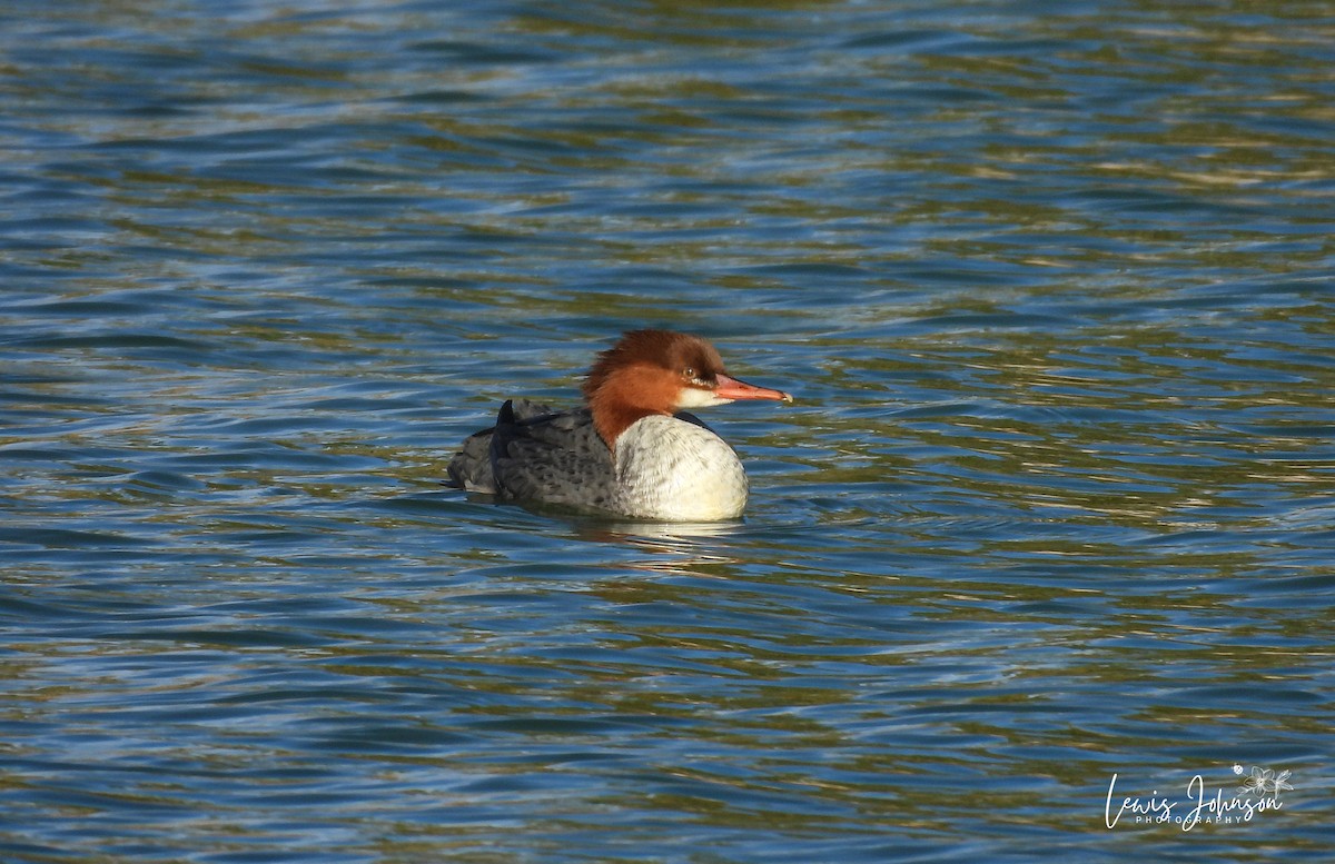 Common Merganser - ML646677098