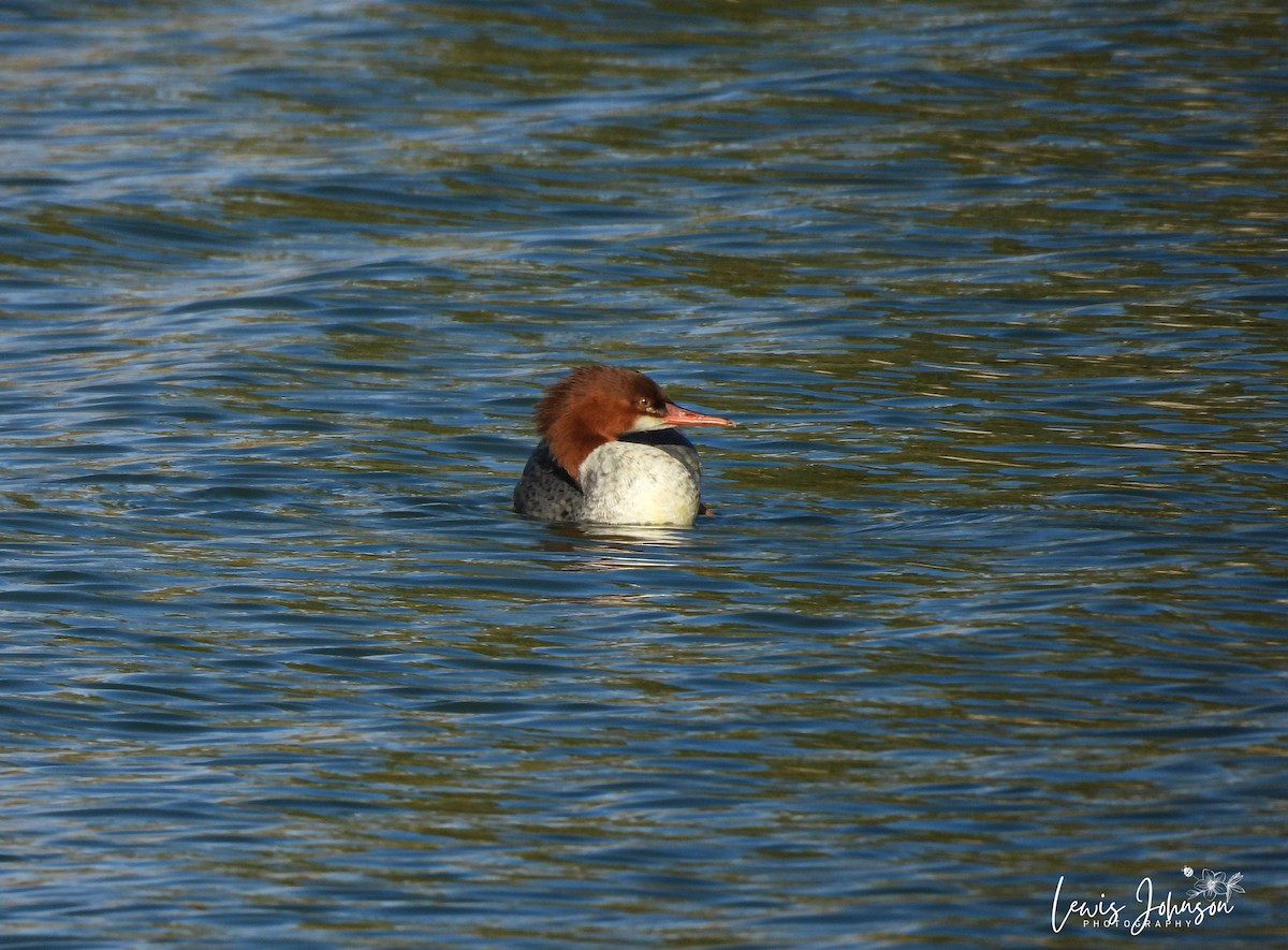 Common Merganser - ML646677099