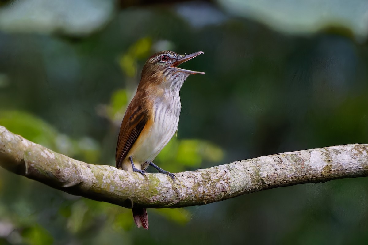 Atila Polimorfo - ML646677101