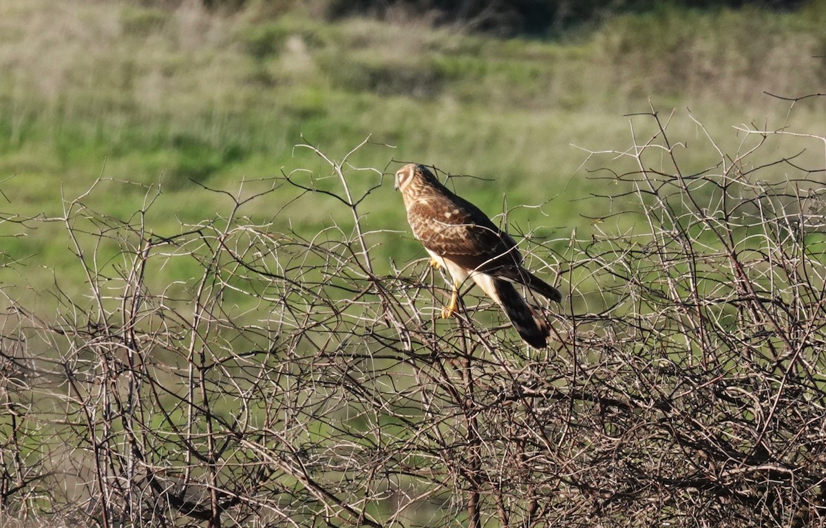 Northern Harrier - ML646677104
