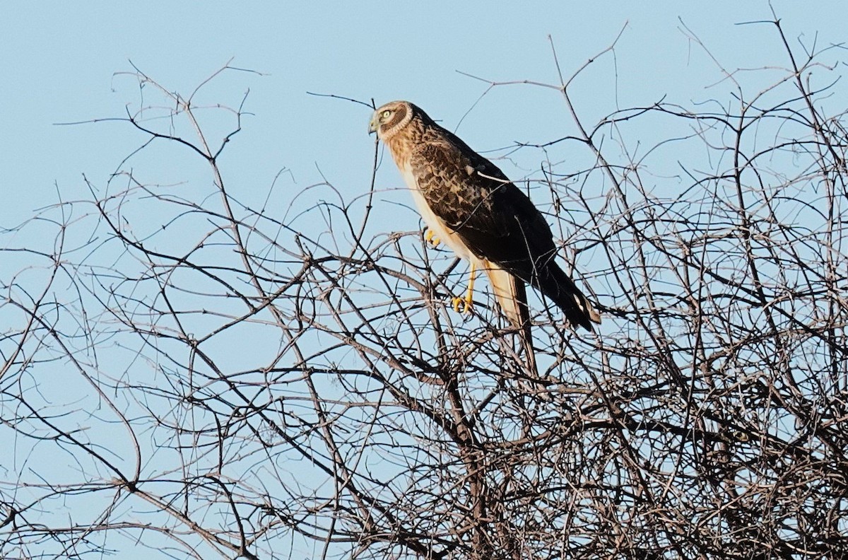 Northern Harrier - ML646677105