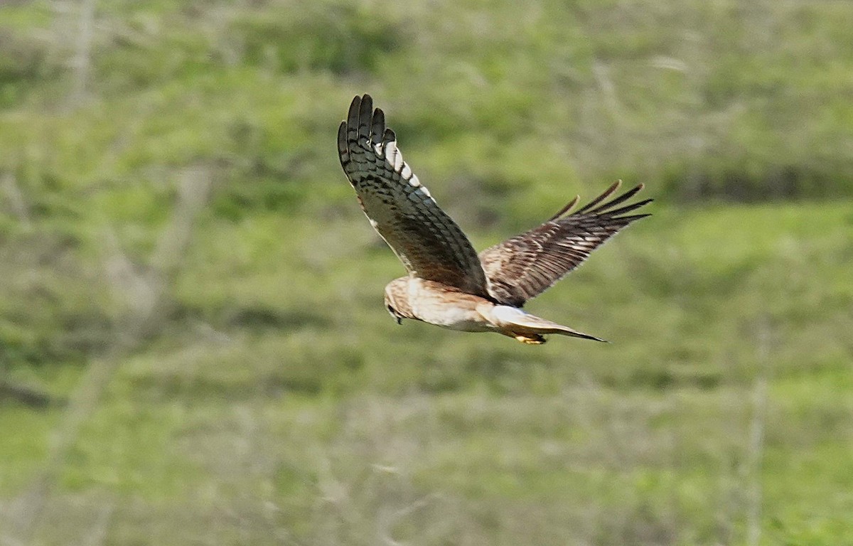 Northern Harrier - ML646677106