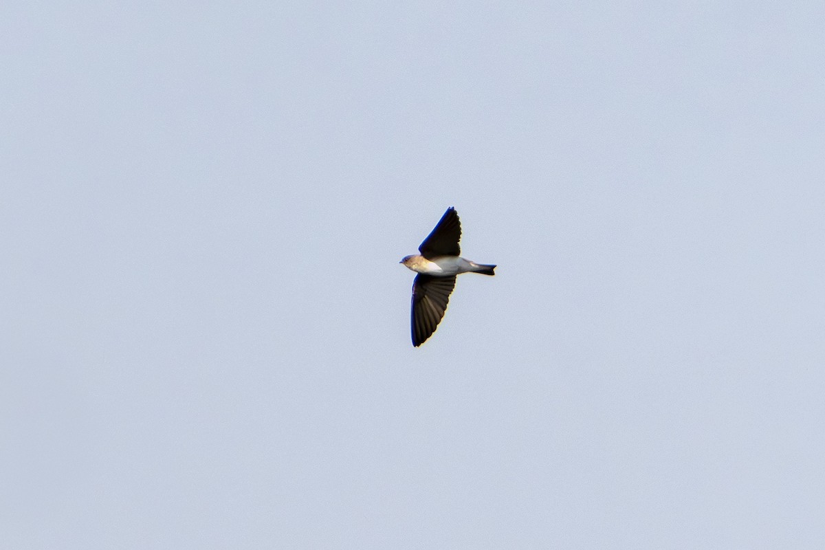 Uhalde-enara asiarra - ML646677107