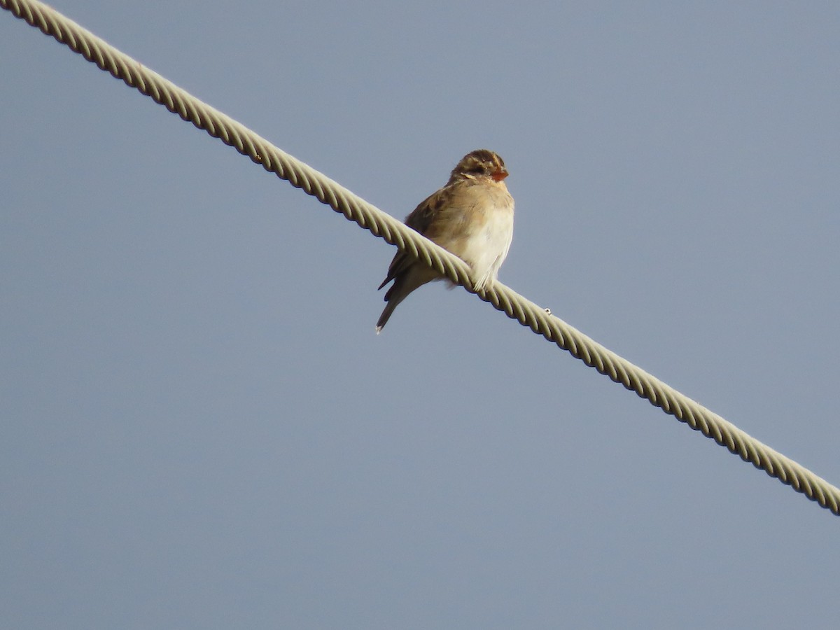 靛藍維達雀 - ML646677108