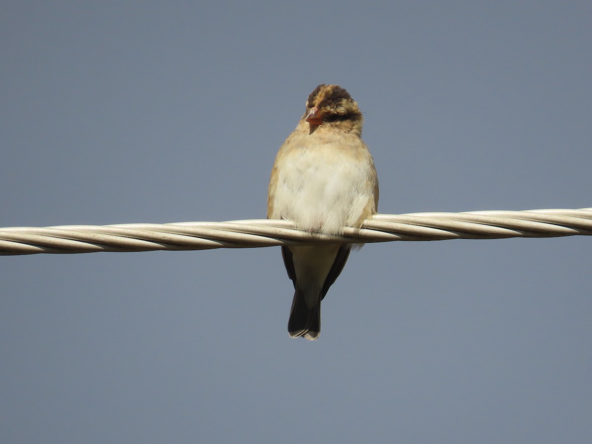 靛藍維達雀 - ML646677109
