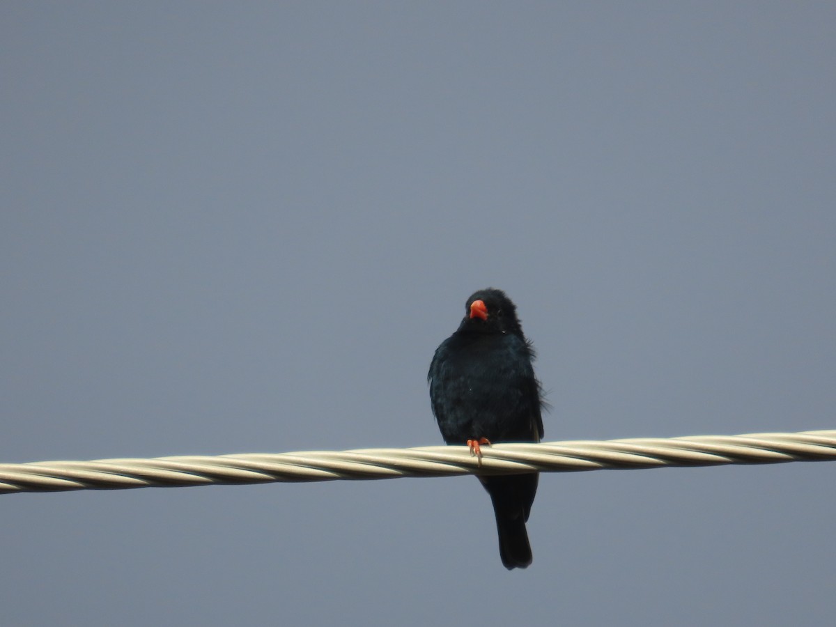 靛藍維達雀 - ML646677110