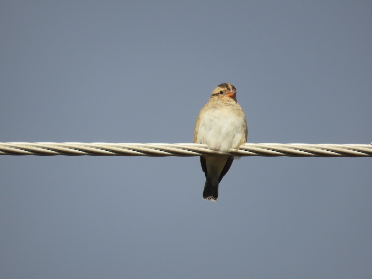 靛藍維達雀 - ML646677112