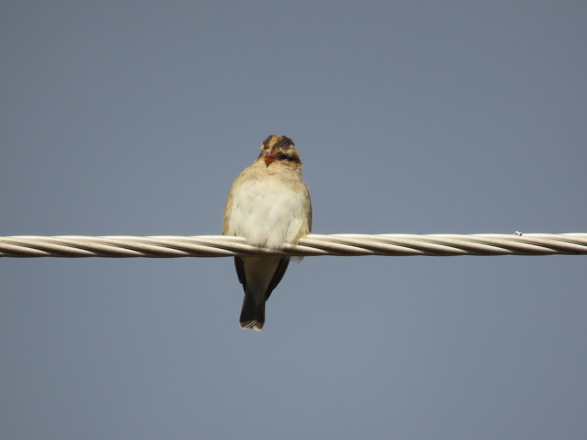 靛藍維達雀 - ML646677113