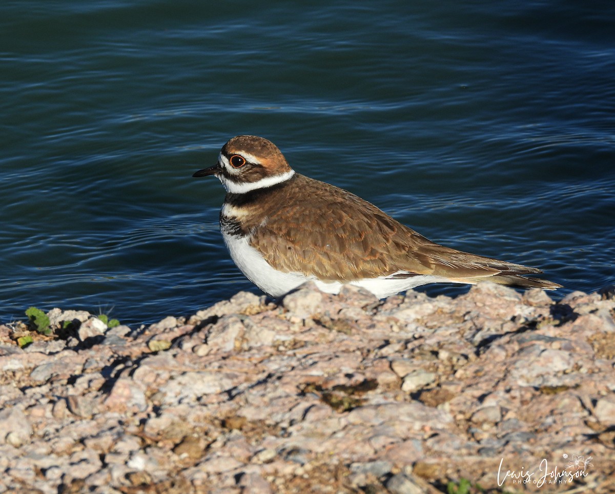 Killdeer - ML646677114