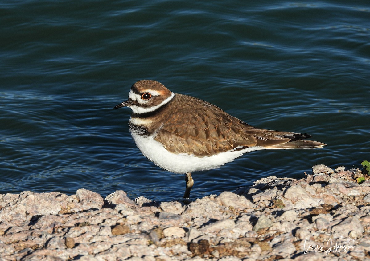 Killdeer - ML646677115