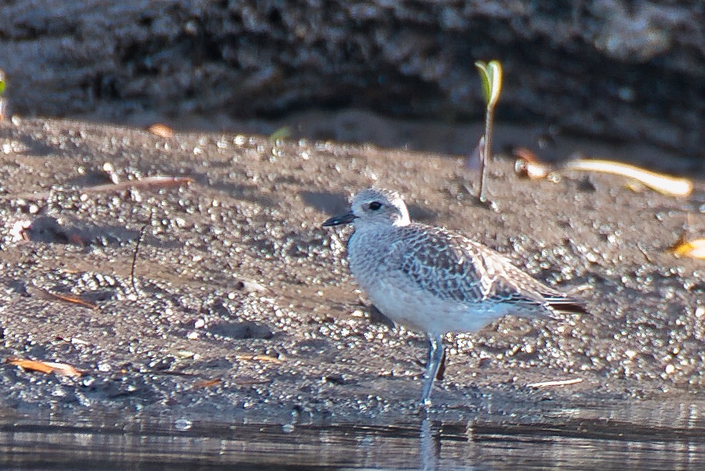 kulík bledý - ML646677116