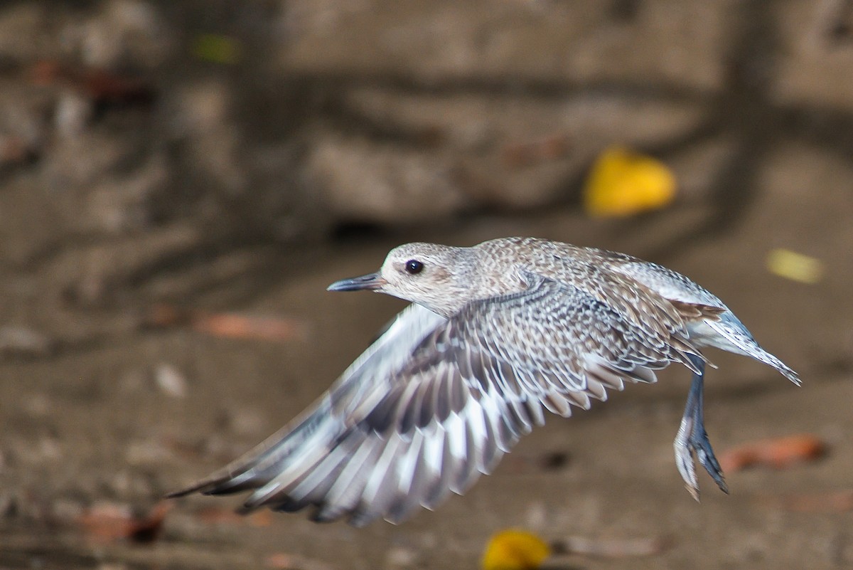 kulík bledý - ML646677120