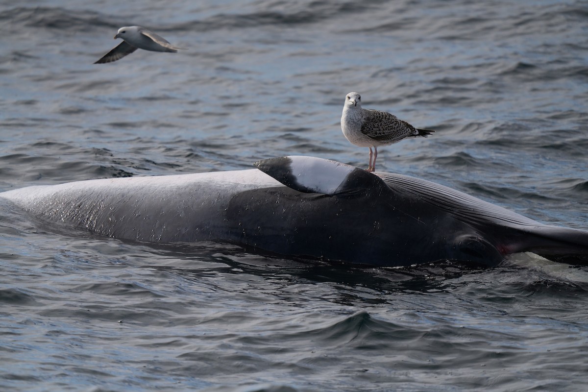 Great Black-backed Gull - ML646677123