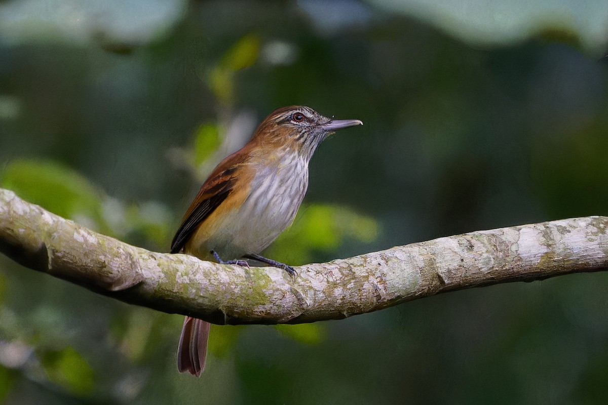 Atila Polimorfo - ML646677125