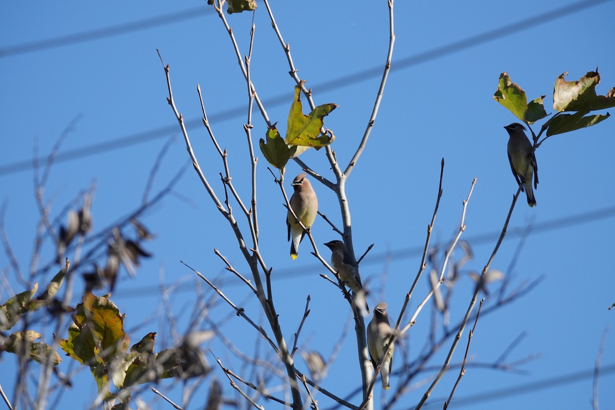 Cedar Waxwing - ML646677128