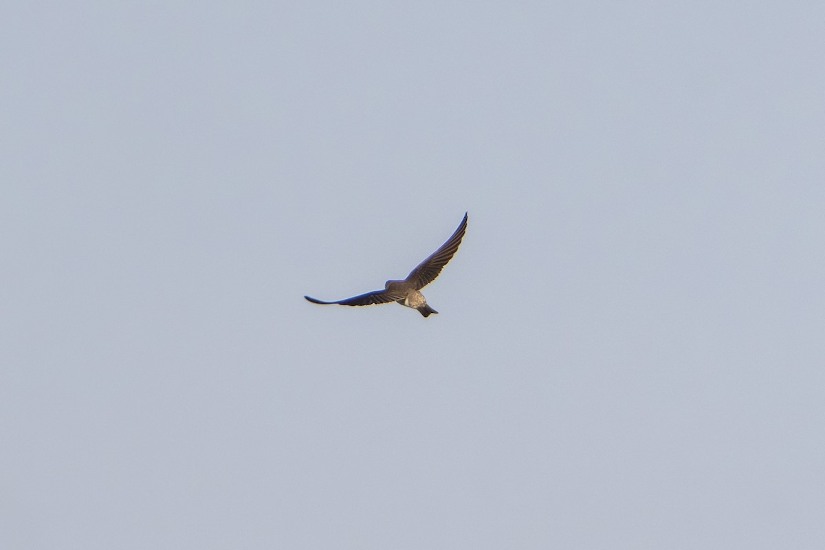 Uhalde-enara asiarra - ML646677129