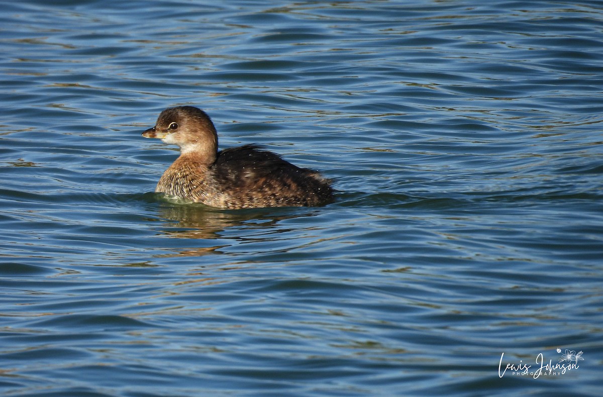 Pied-billed Grebe - ML646677131