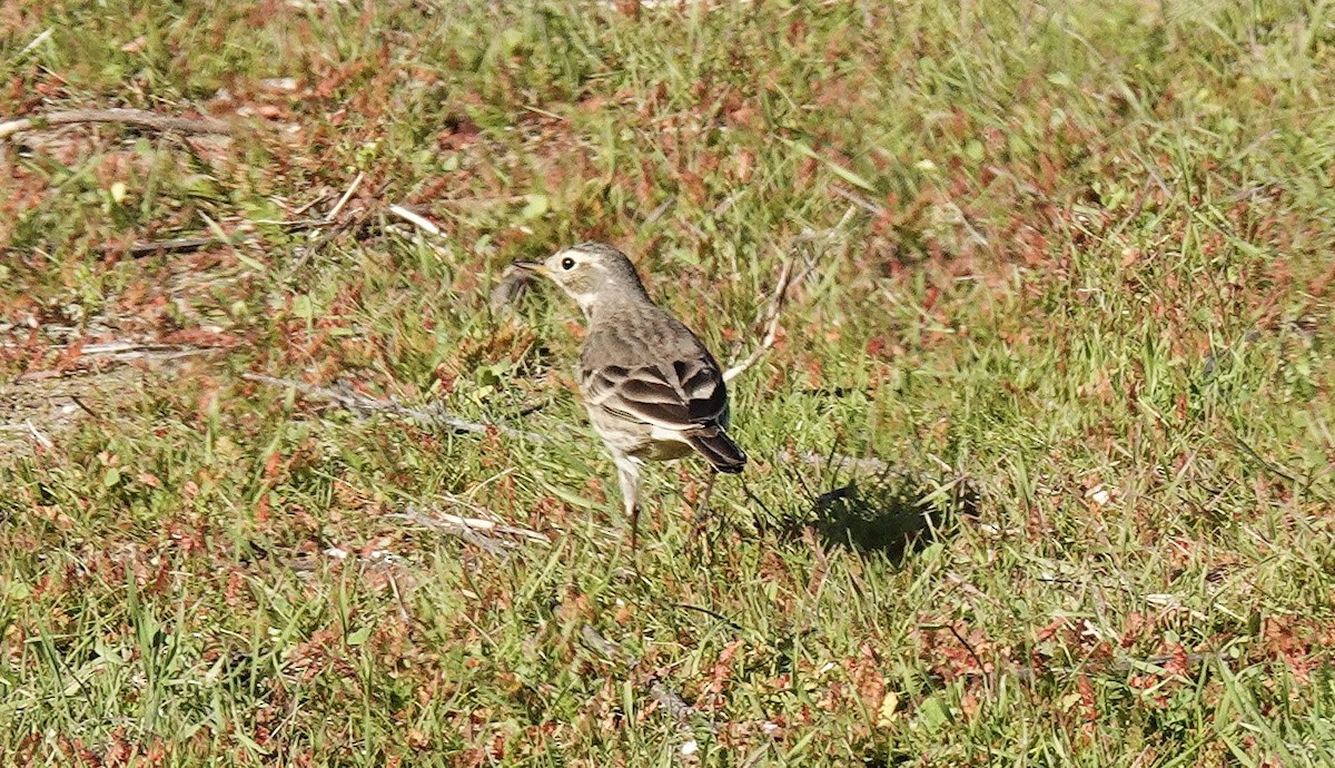 Spioncello del Pacifico - ML646677134