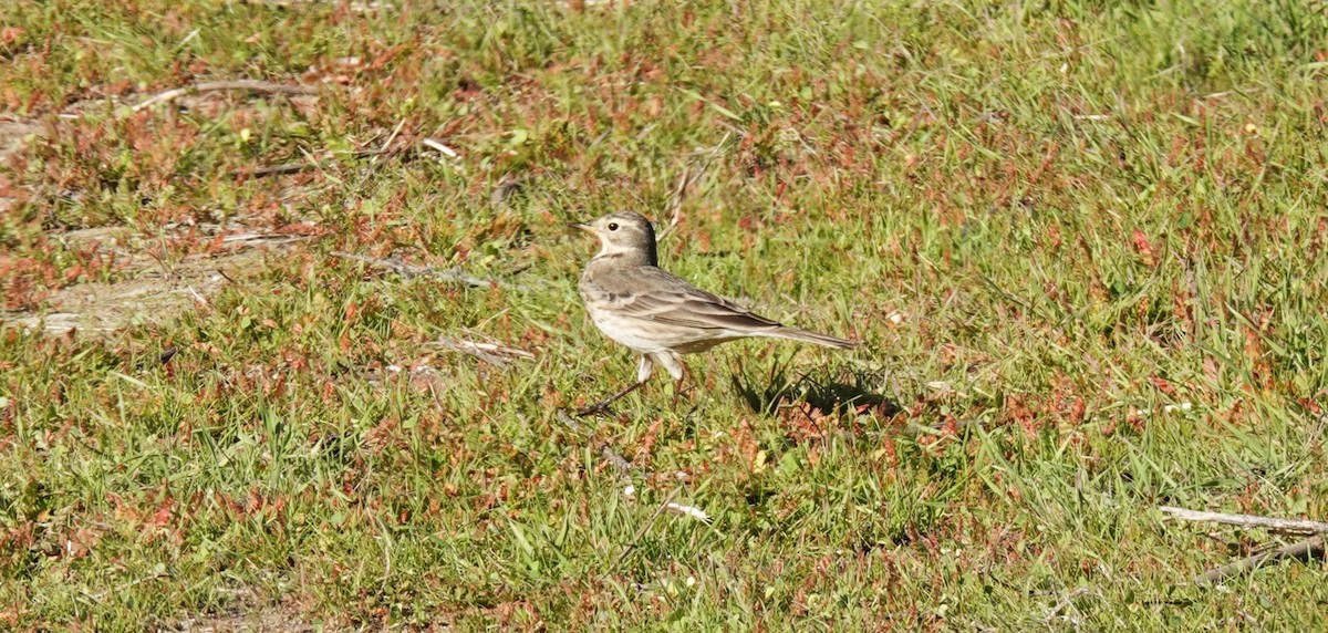 Spioncello del Pacifico - ML646677135