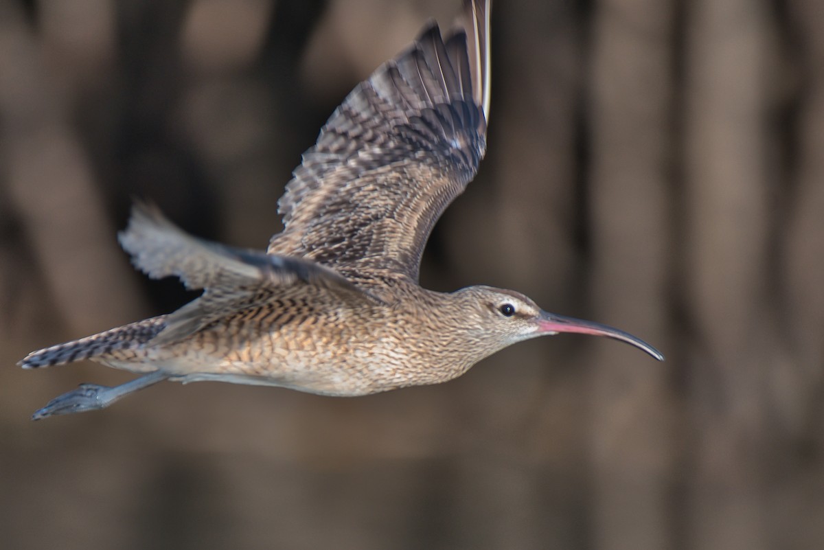 koliha hudsonská - ML646677139