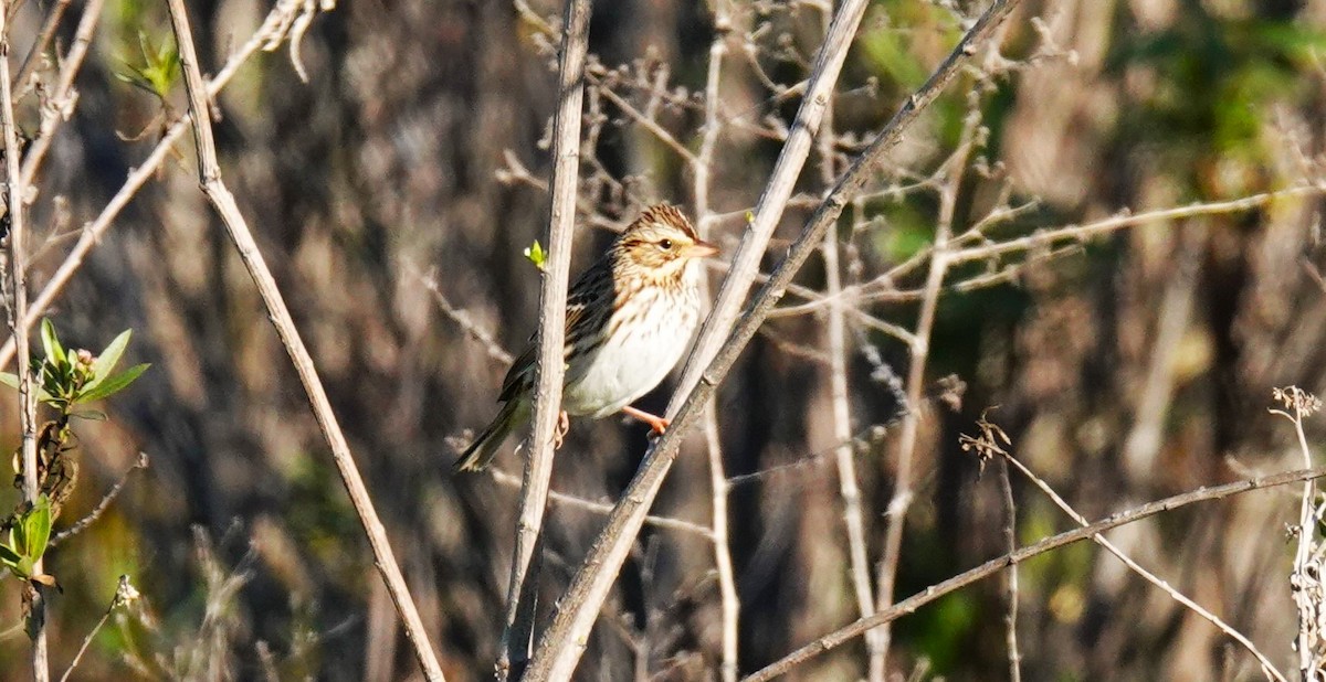 Savannah Sparrow - ML646677144