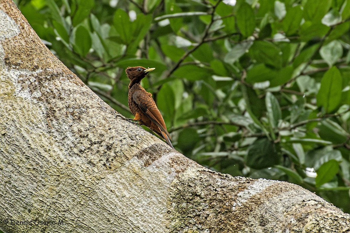 Waved Woodpecker (Scale-breasted) - ML646677145