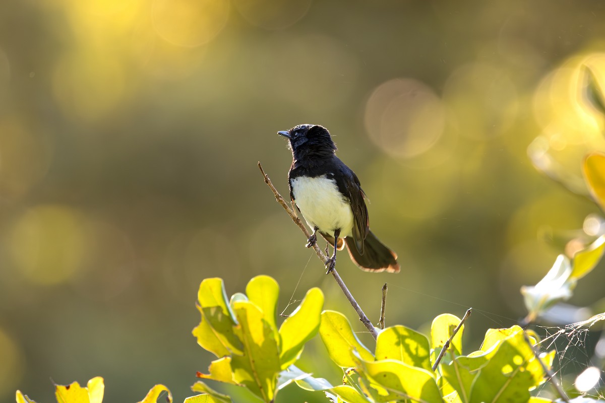 Rhipidure hochequeue - ML646677146