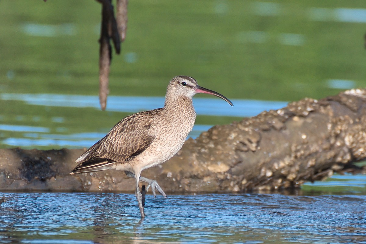 koliha hudsonská - ML646677149