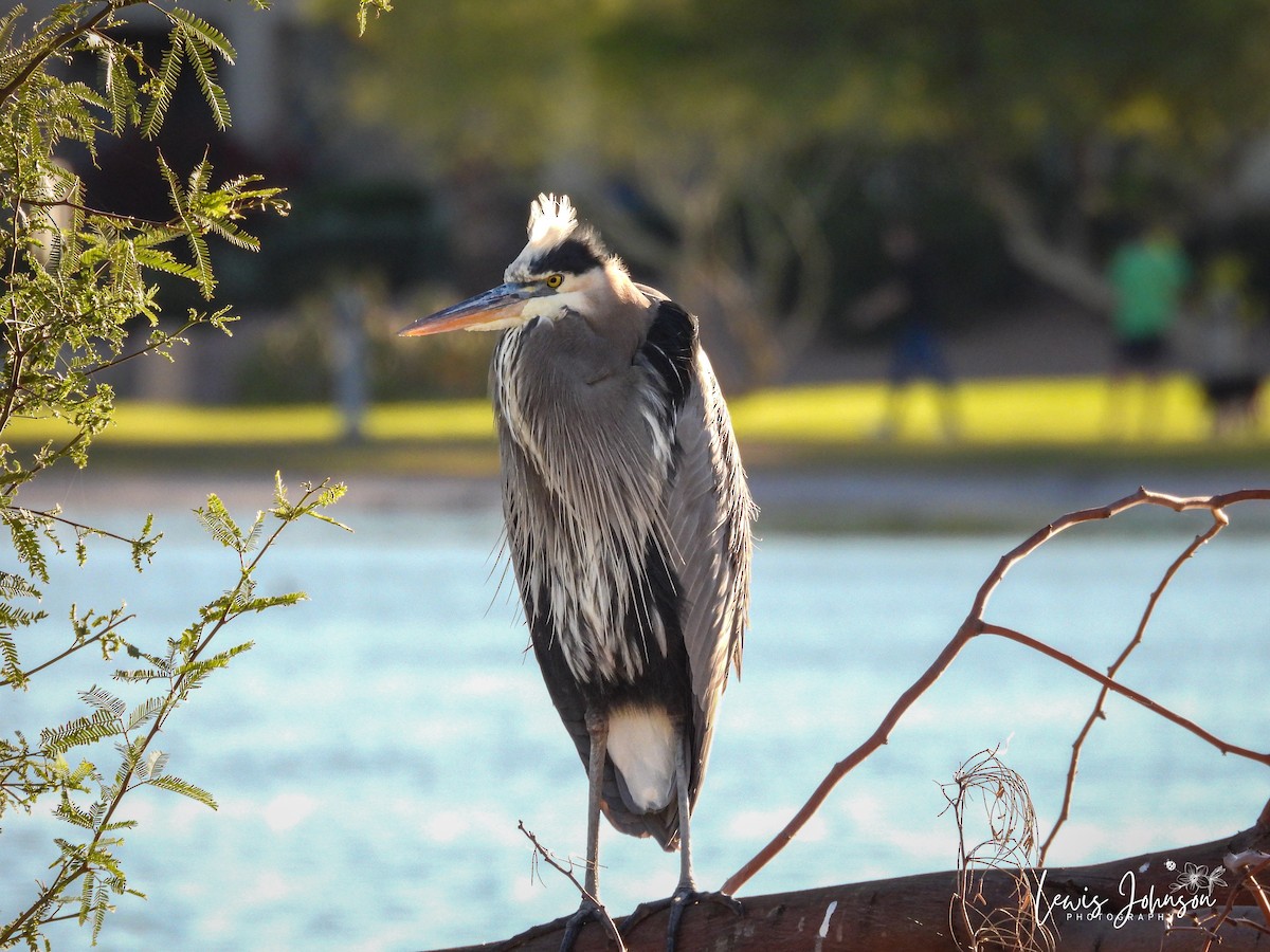 Great Blue Heron - ML646677158