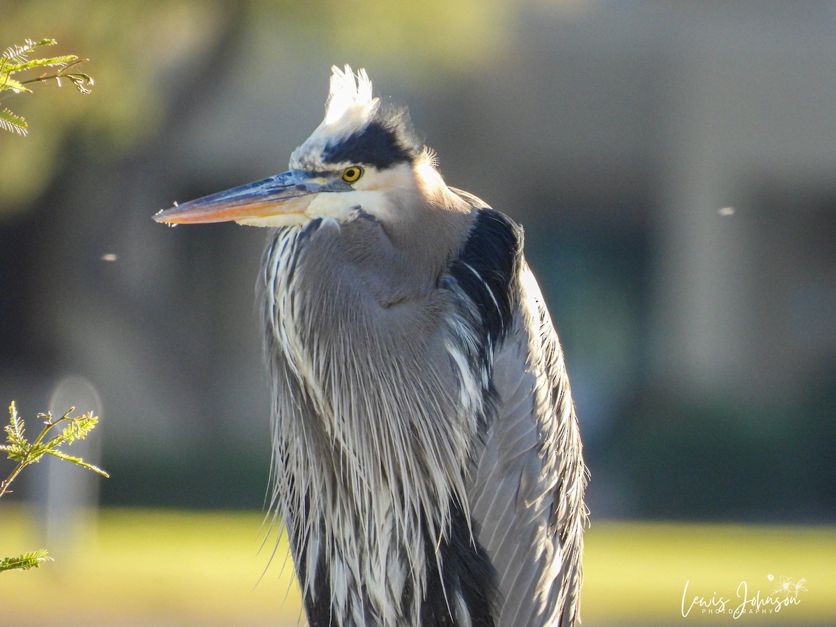 Great Blue Heron - ML646677159