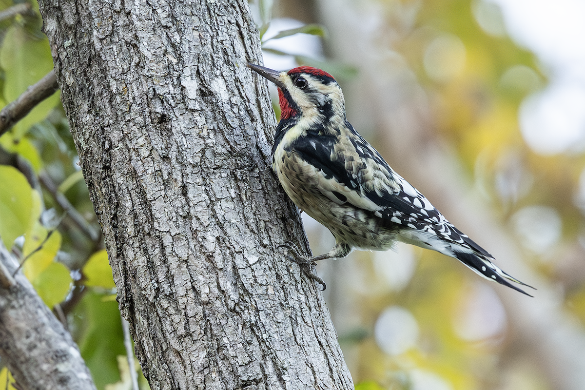 Pic maculé - ML646677164