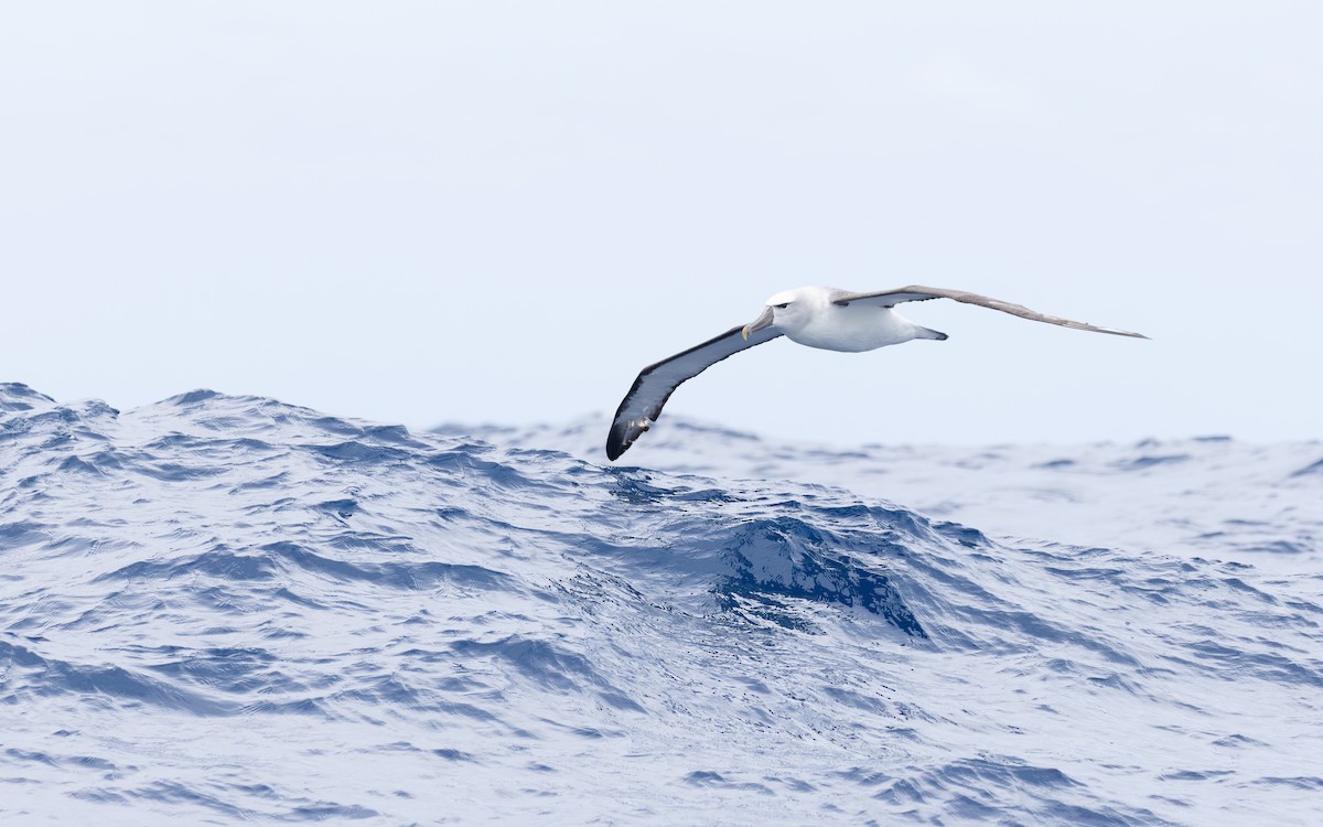 White-capped Albatross - ML646677165