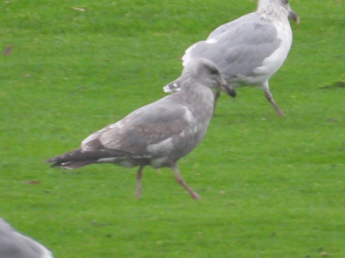 Western Gull - ML646677166