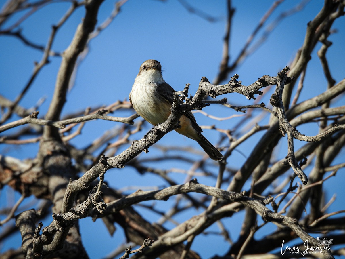Vermilion Flycatcher - ML646677170