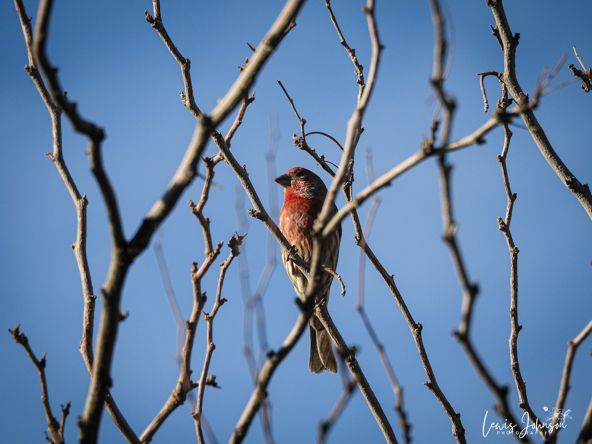 House Finch - ML646677177