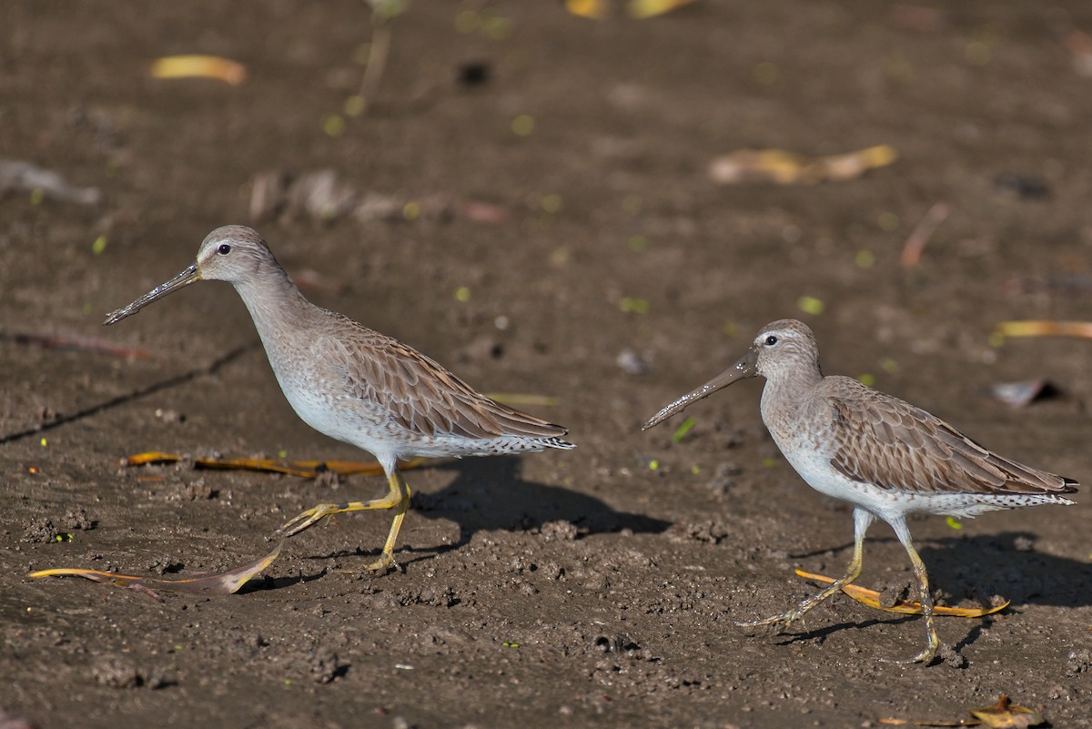 slukovec krátkozobý - ML646677194