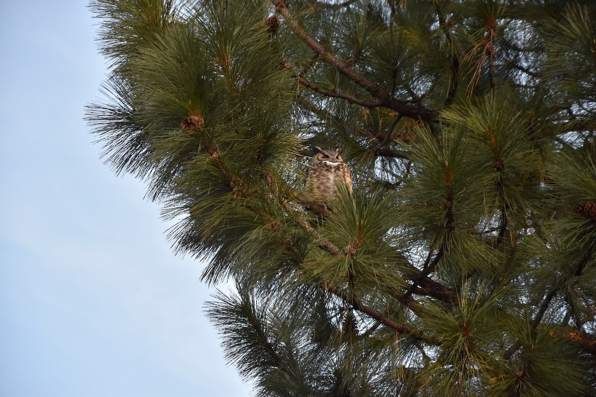 Great Horned Owl - ML646677195