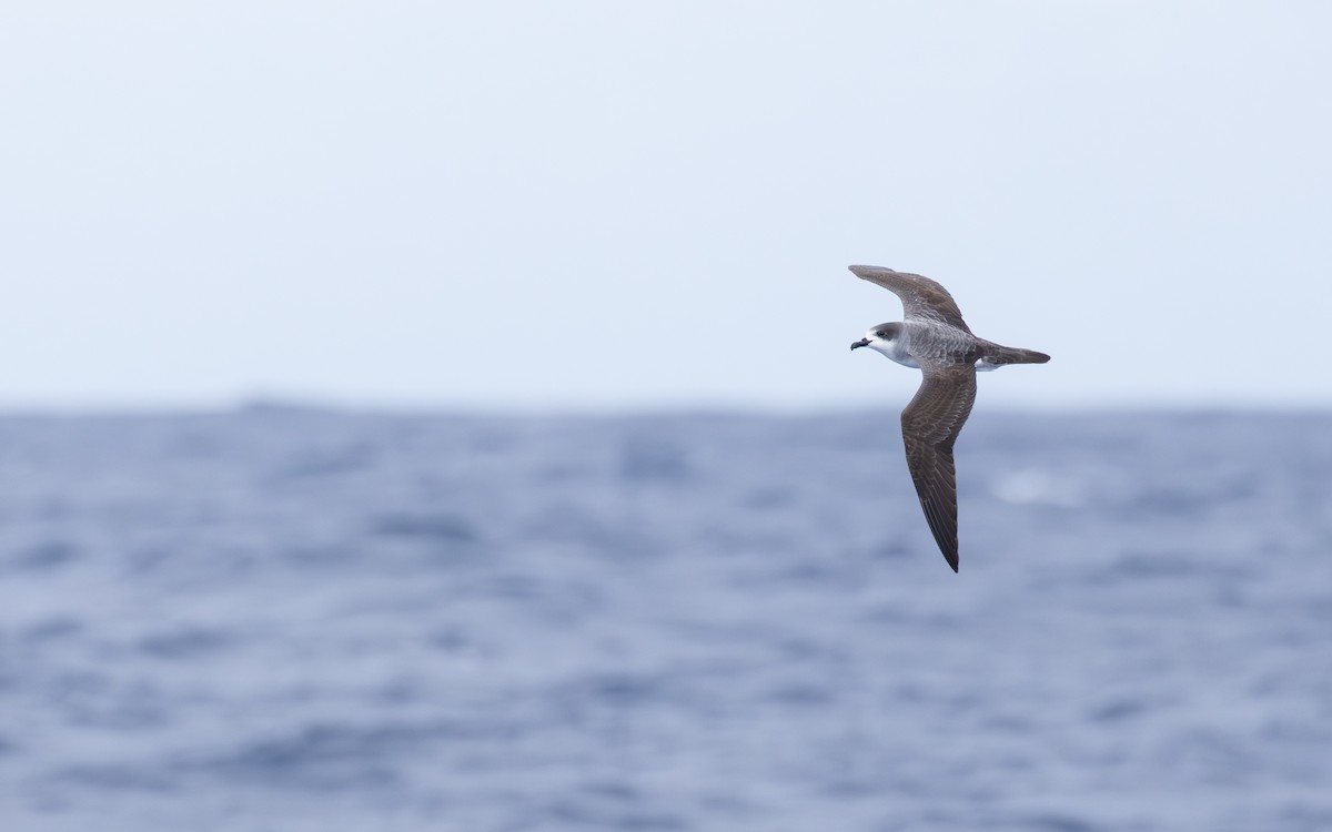 Тайфунник реюньйонський - ML646677196