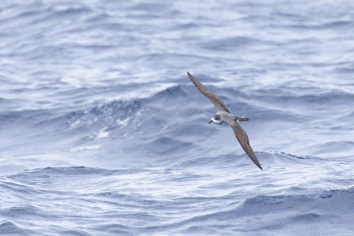 Тайфунник реюньйонський - ML646677197